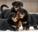 Rottweiler Puppies